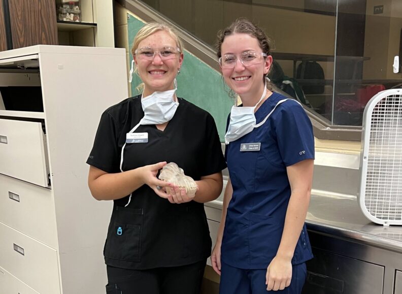 DVM students holds a dental model