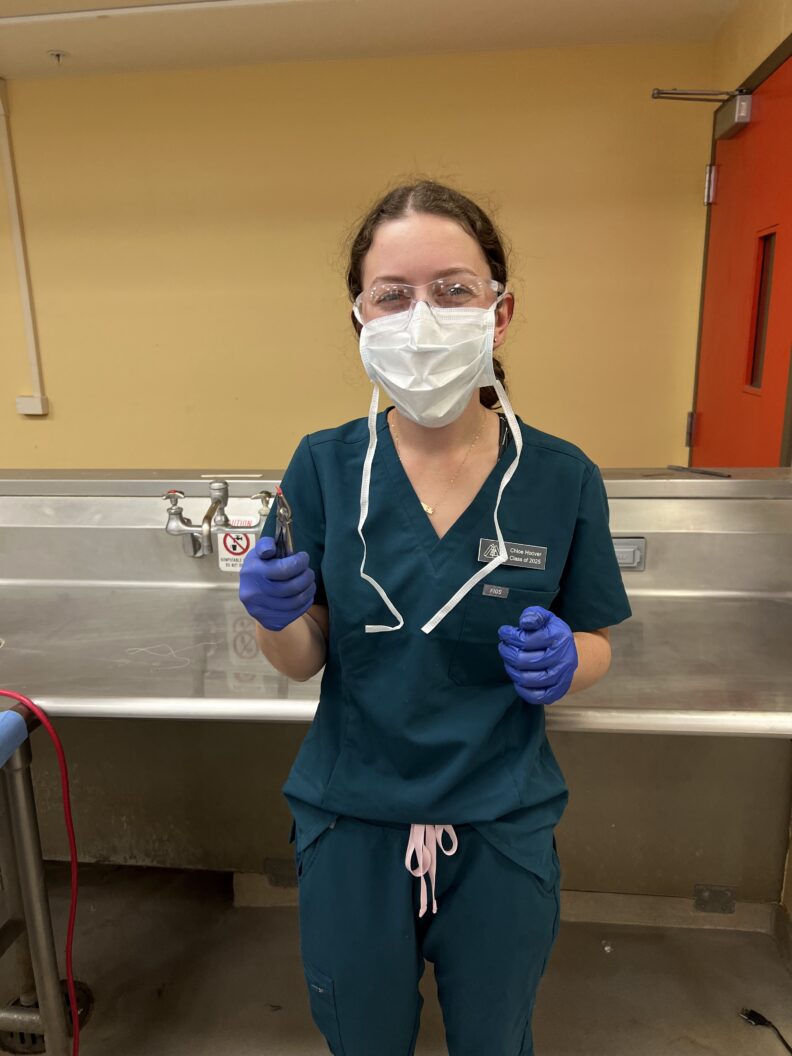 DVM student holds a dental extraction tool