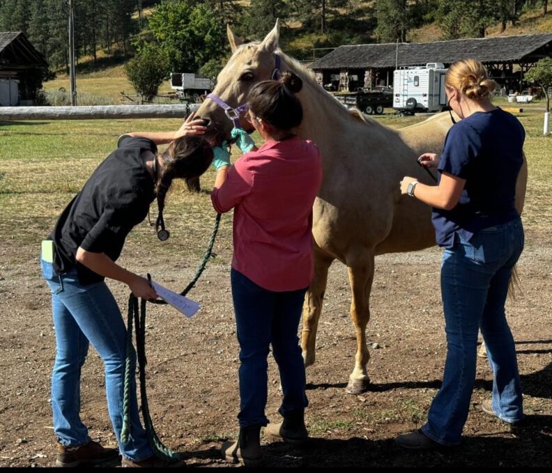 DVM students perform a physical exam on a horse