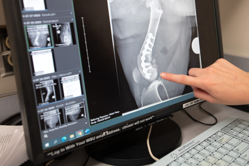 A radiograph is displayed on a computer screen