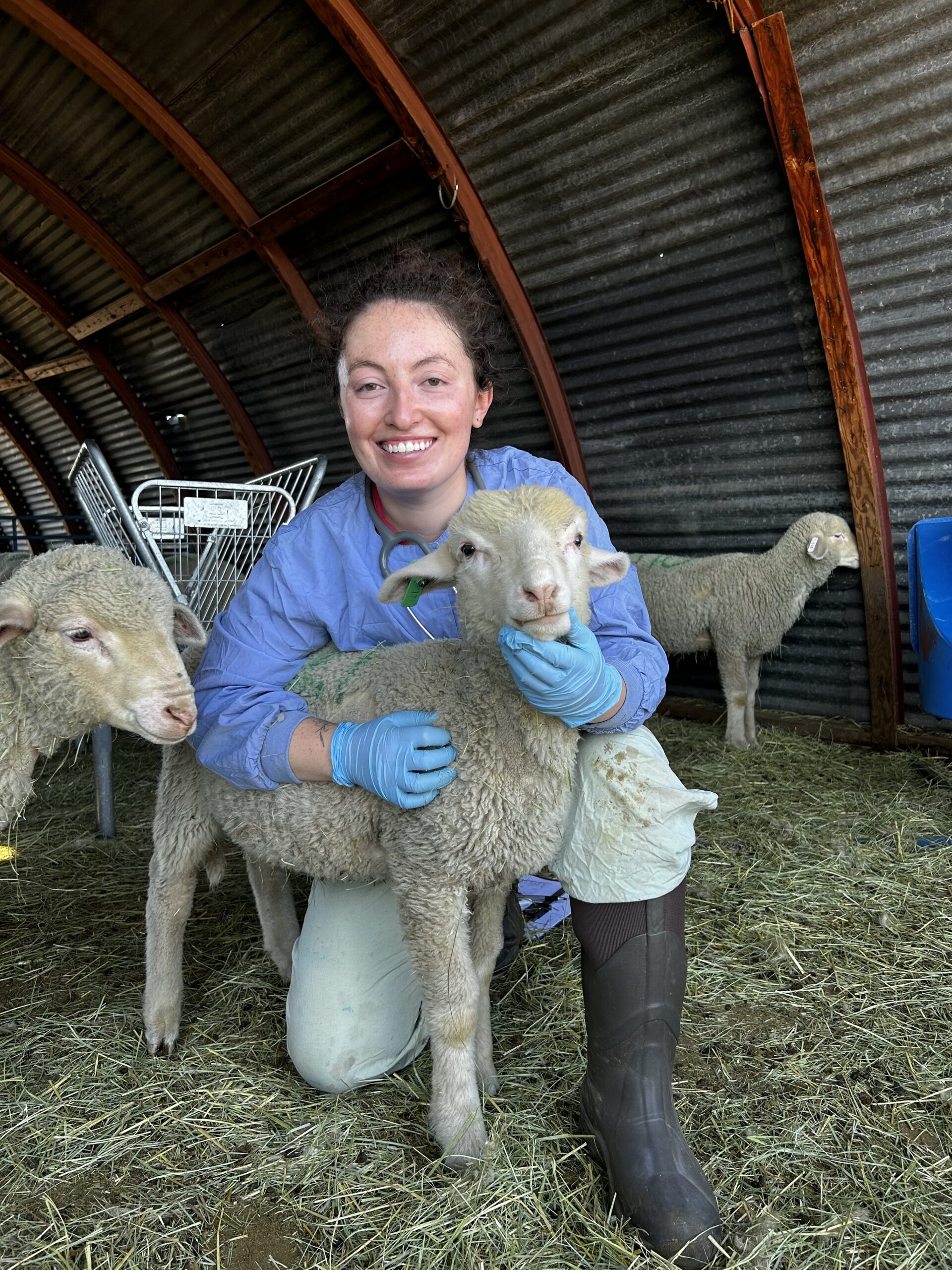 DVM student McKenna Quirk kneels on the ground holding a sheep