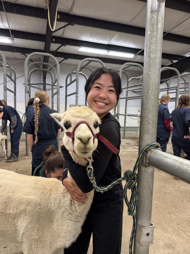 DVM student Riana Abeshima stands with her arms around a white alpaca