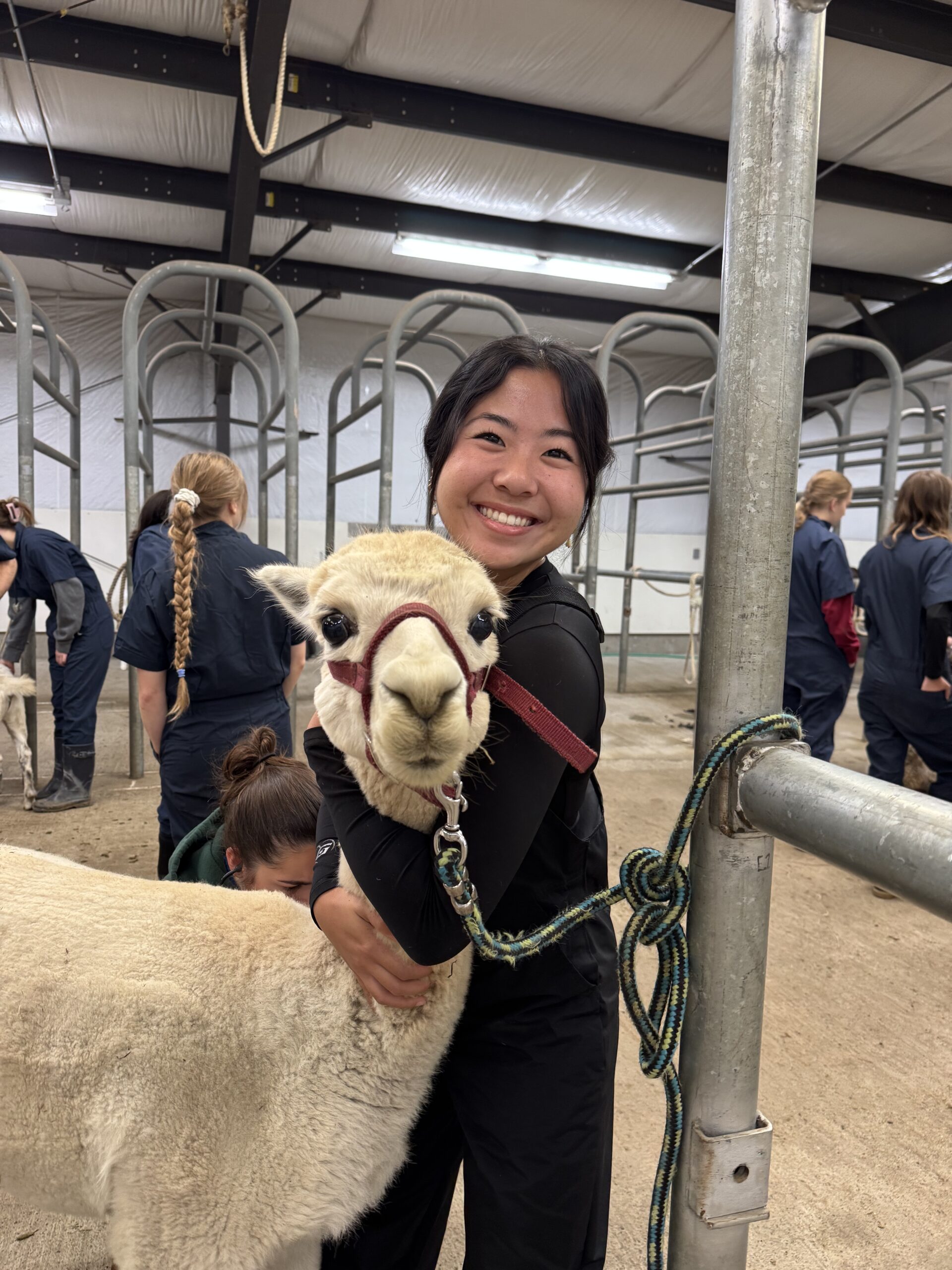 DVM student Riana Abeshima stands with her arms around a white alpaca