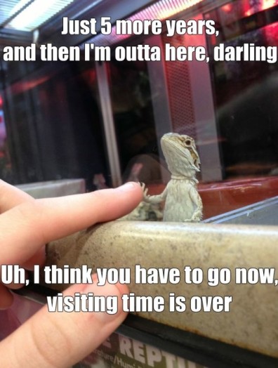 Funny-Lizard-In-Jail-MEME-Jokes-2014