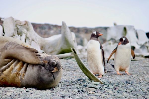 Seal napping on a rocky shore with two standing penguins nearby in Antarctica.