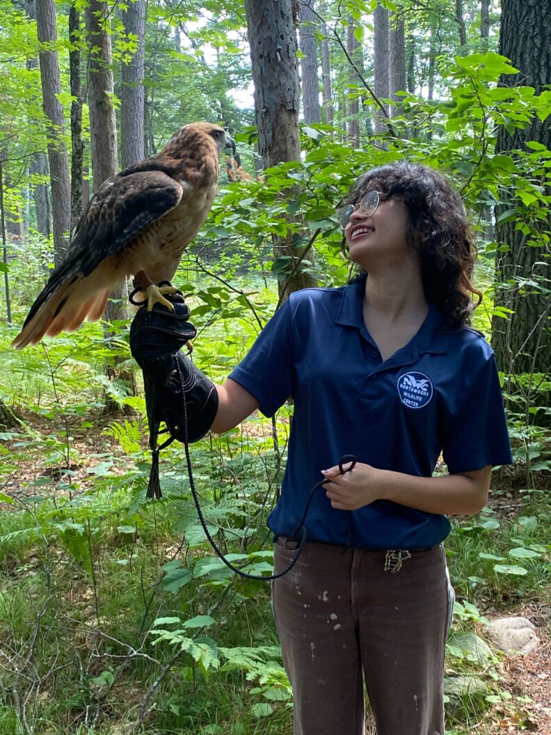 A person stands in a wooded area holding a hawk perched on a gloved hand, with tall trees and green undergrowth filling the background.