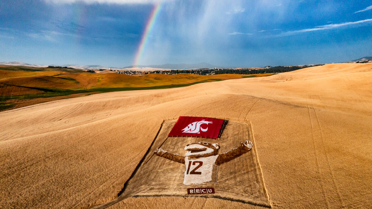 Rainbow behind wheat field designed with a flat and Butch the Cougar