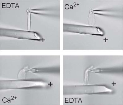 force generating forisomes