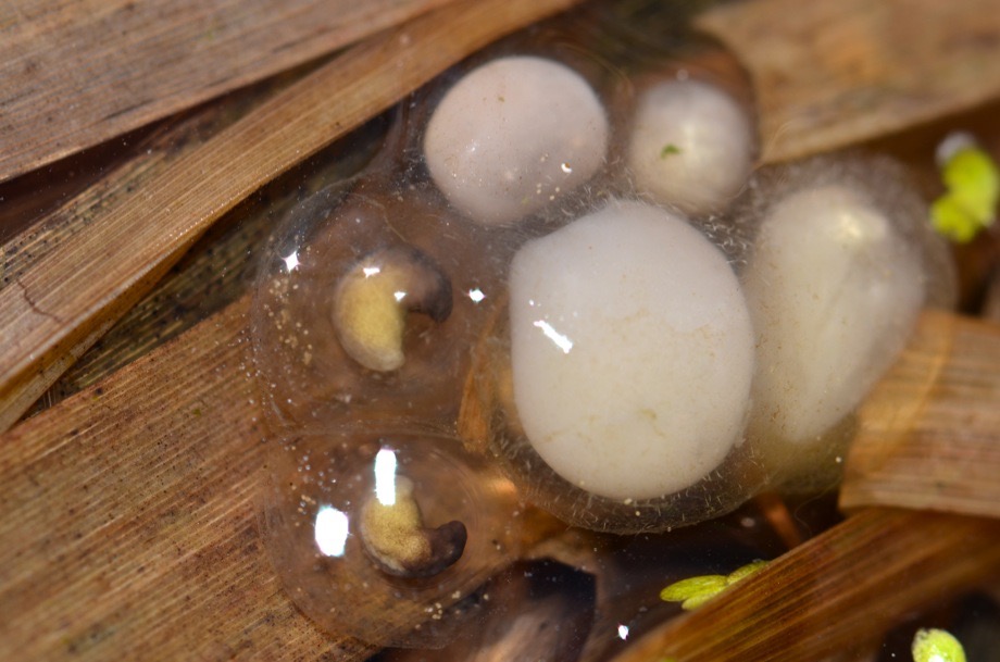 Amphibian eggs