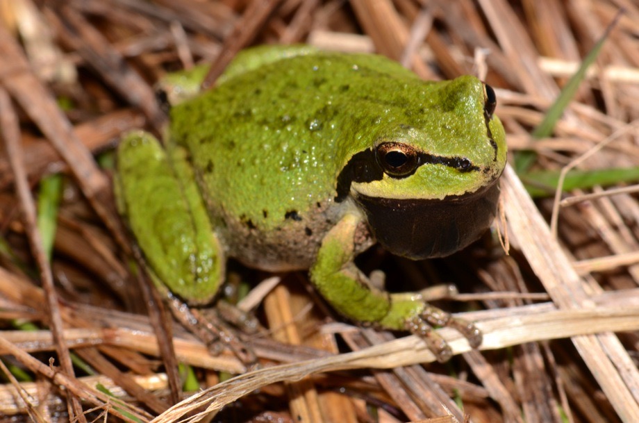 Hyla regilla calling