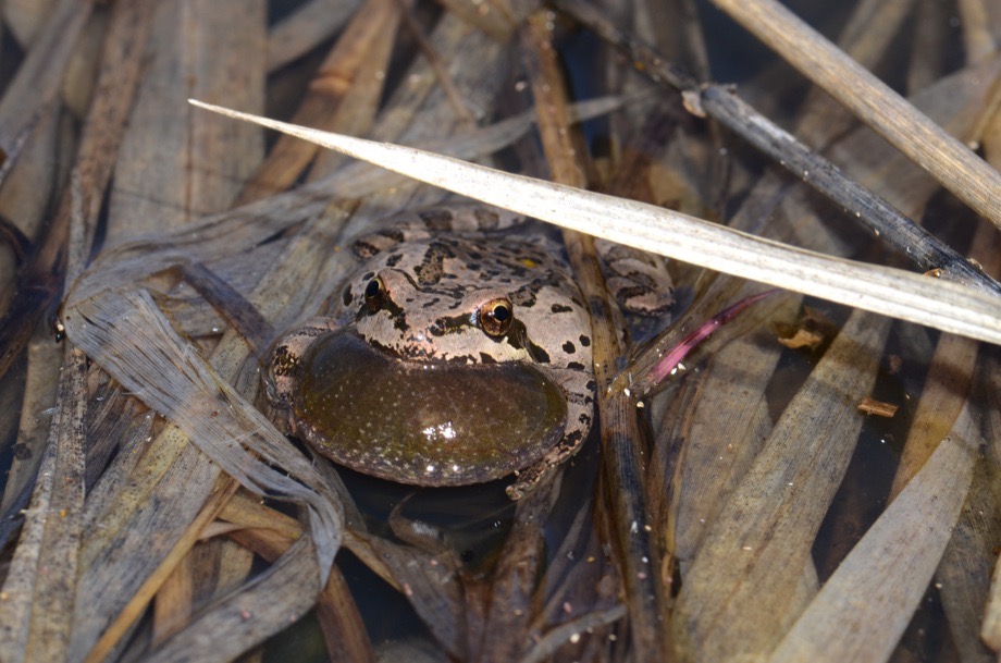 Hyla regilla calling at the water's surface