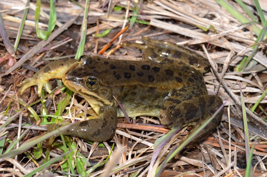Rana luteiventris in the grass