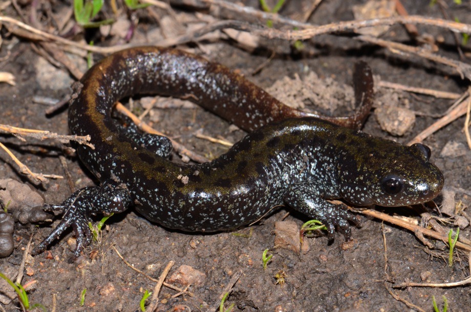 Ambystoma macrodactylum