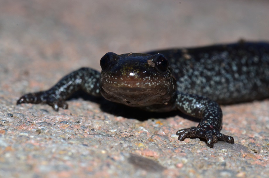 Jefferson Salamander (Ambystoma jeffersonianum)