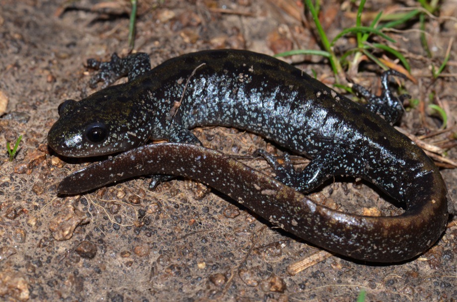 Jefferson Salamander (Ambystoma jeffersonianum)