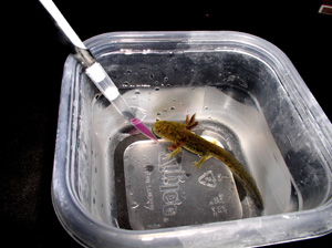 A pipette inoculating water holding a larval tiger salamander