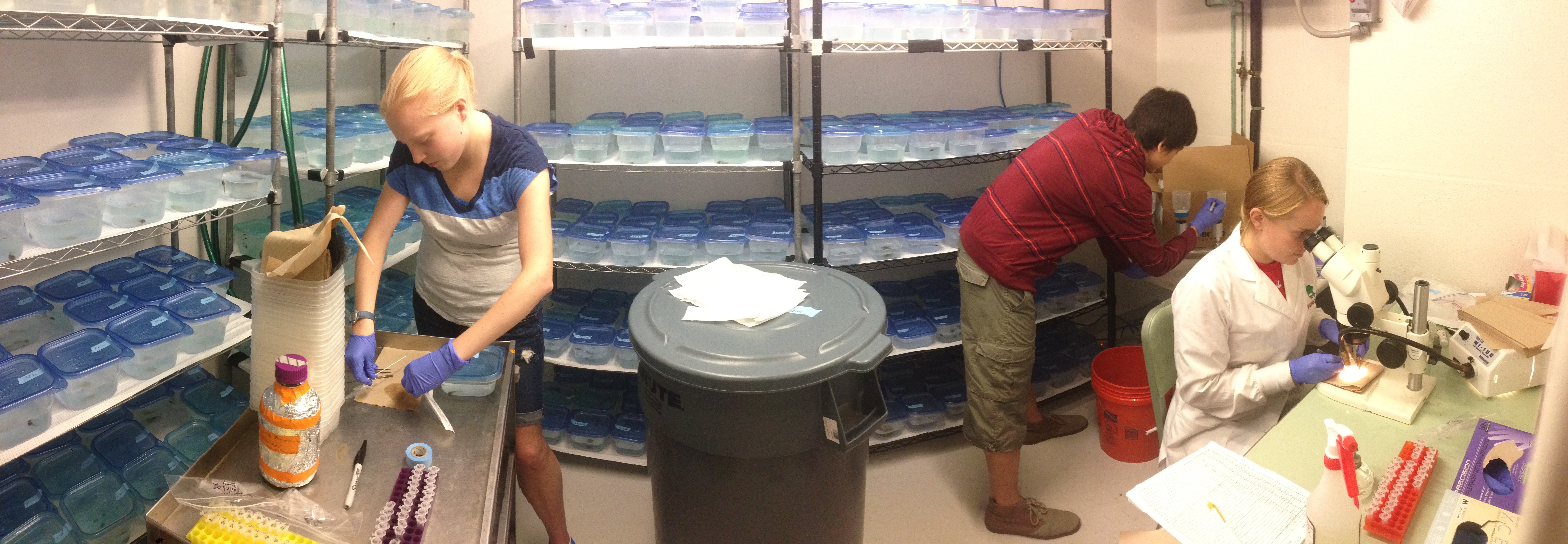 Experiment comparing the diagnostic performance of nonlethal methods of detecting ranavirus infections (eDNA, swabs, tail clips)