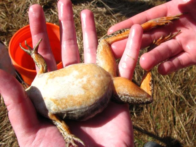 The orange belly of a Columbia spotted frog