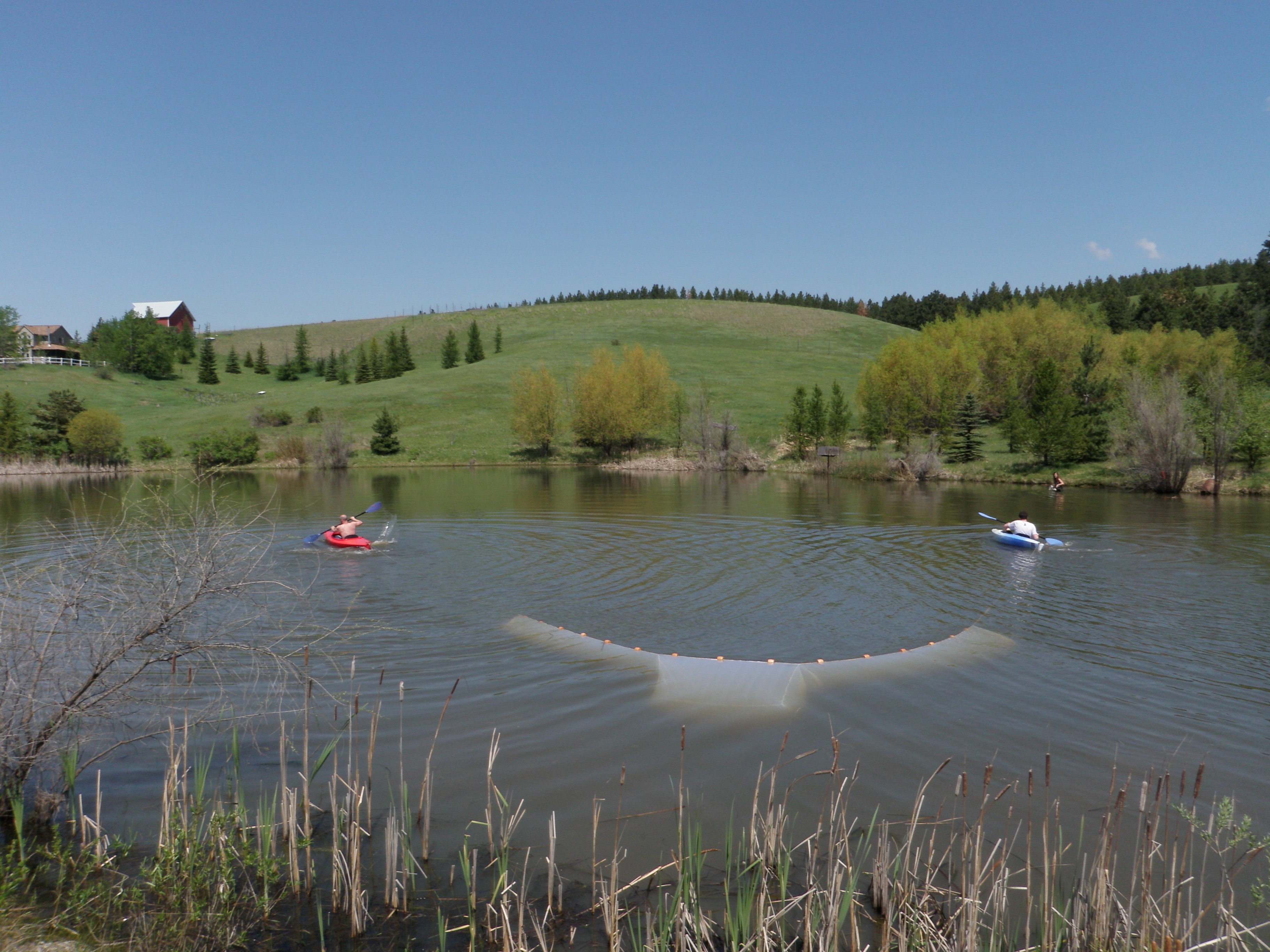 Two kayakers dragging a seine through a pond