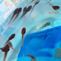 wood frog tadpoles with red VIE marks along their dorsal fin