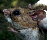 Profile of a mouse with many ticks in its ear