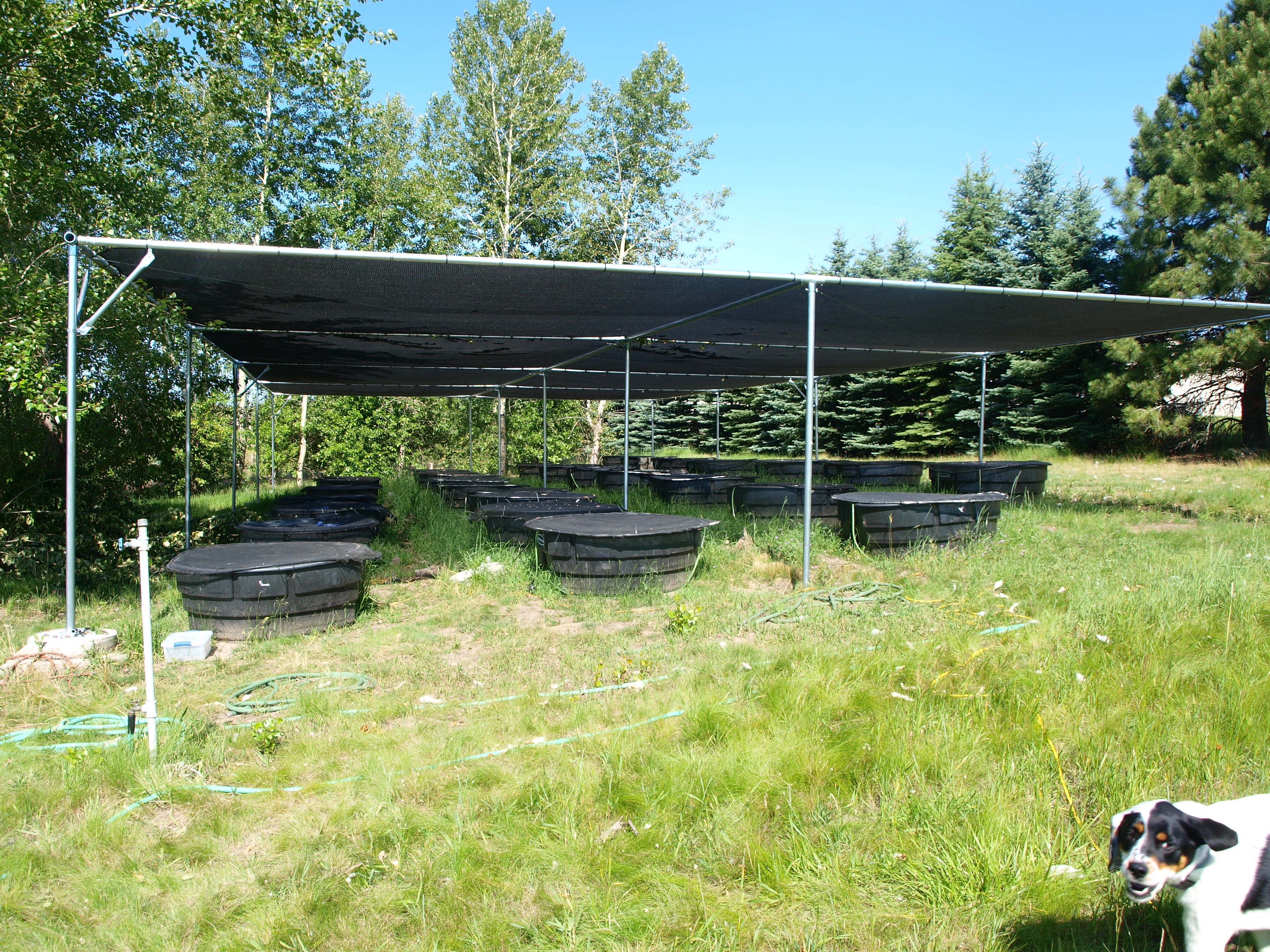 Picture of the cattle tanks under a shade structure that constitute the mesocosm facility
