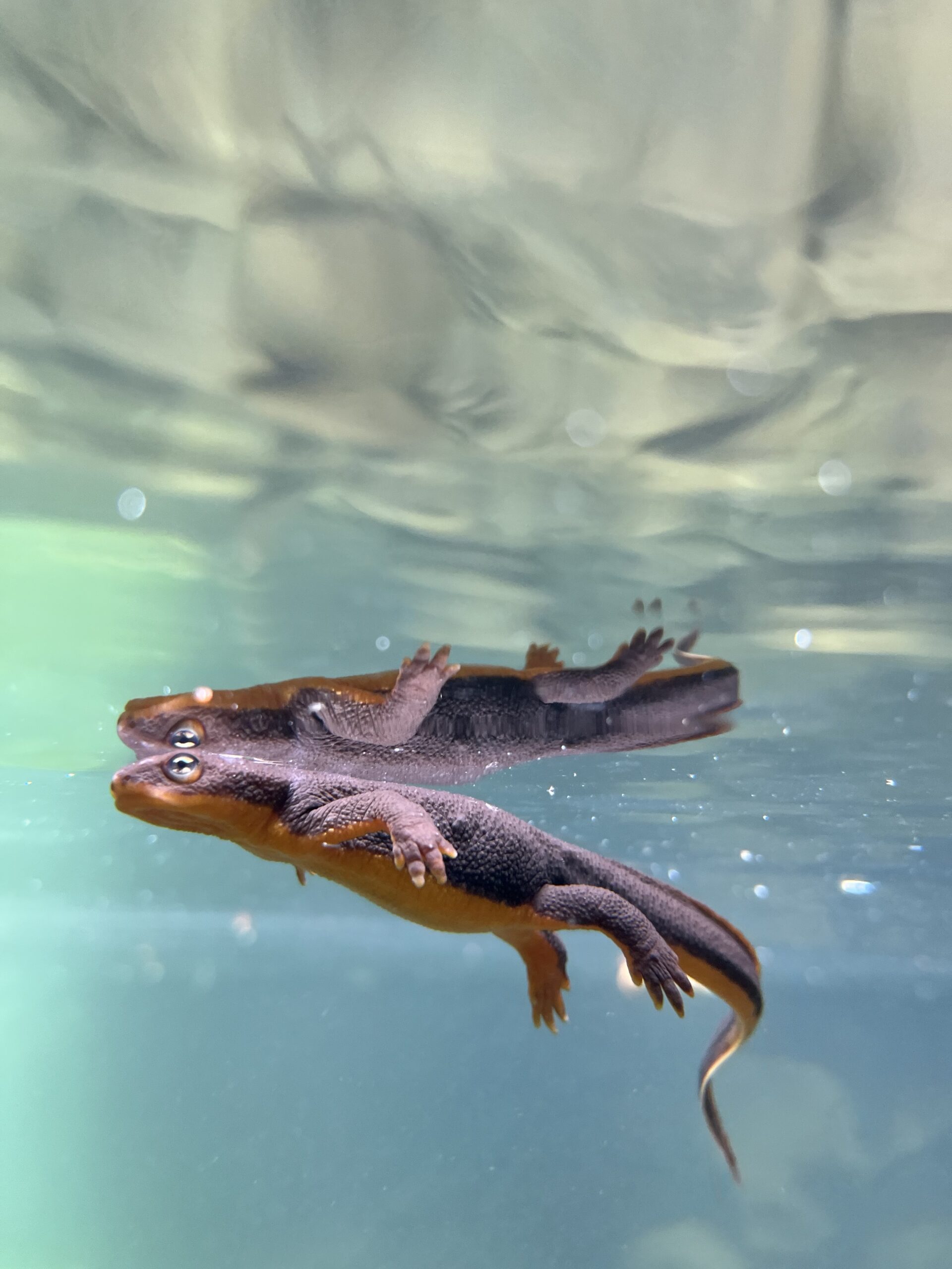 Taricha granulosa floating in water