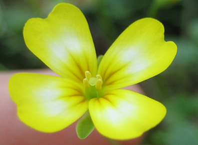 A Leavenworthia flower.