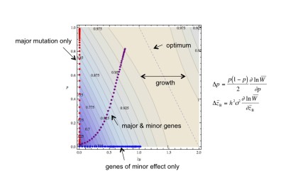 major and minor gene effects