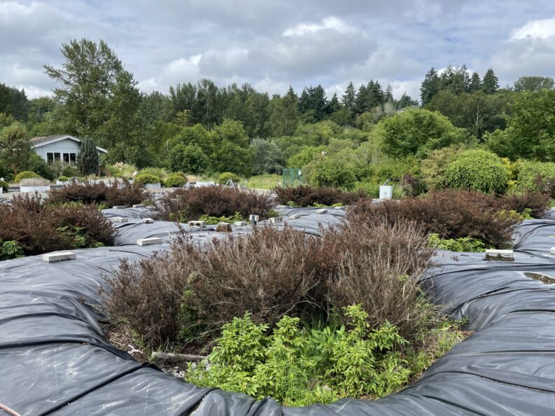 Rain gardens at WSU Puyallup