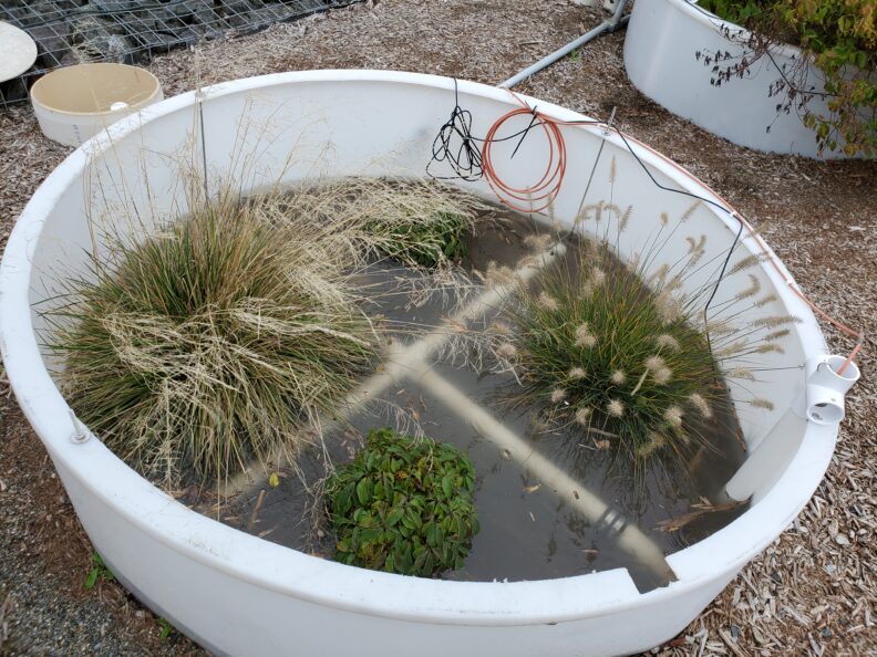 Flooded mesocosm with 4 plants