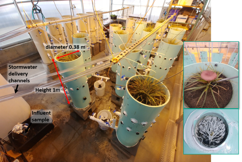 column study in greenhouse