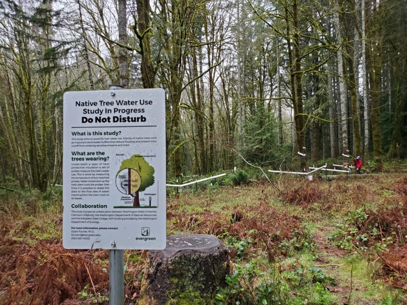 Tree study at The Evergreen State College