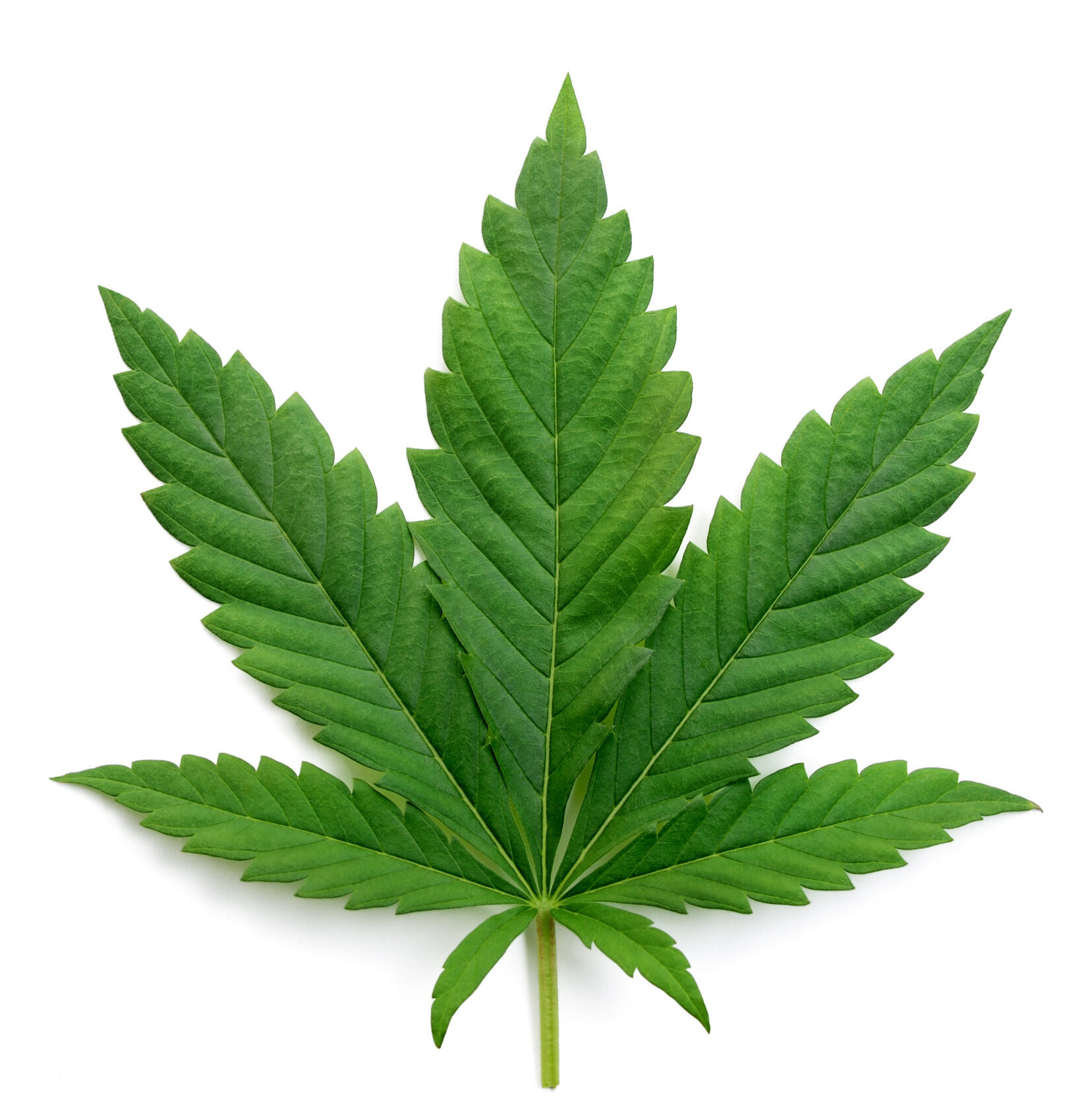 A cannabis leaf.