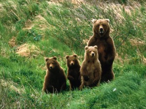 Four bears