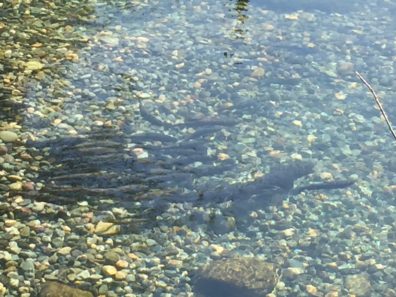 Methow River - April 2015
