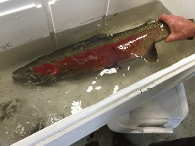 Steelhead - Methow - April 2015