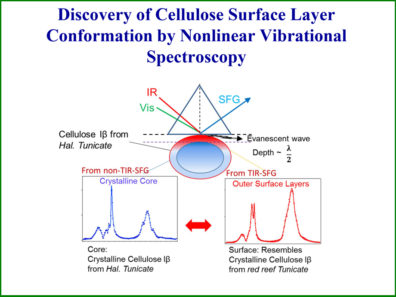 Discovery of Cellulose Surface Layer Conformation