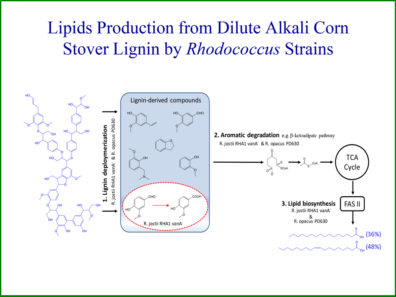 Lipids Production from Dilute Alkali Corn Stover Lignin