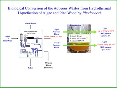 Biological Conversion of the Aqueous Wastes from Hydrothermal Liquefaction of Algae and Pine Wood