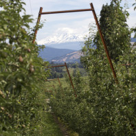 view from Goe orchard