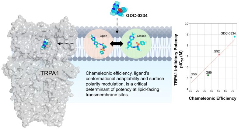 Chameleonic efficiency governs ligand potency
