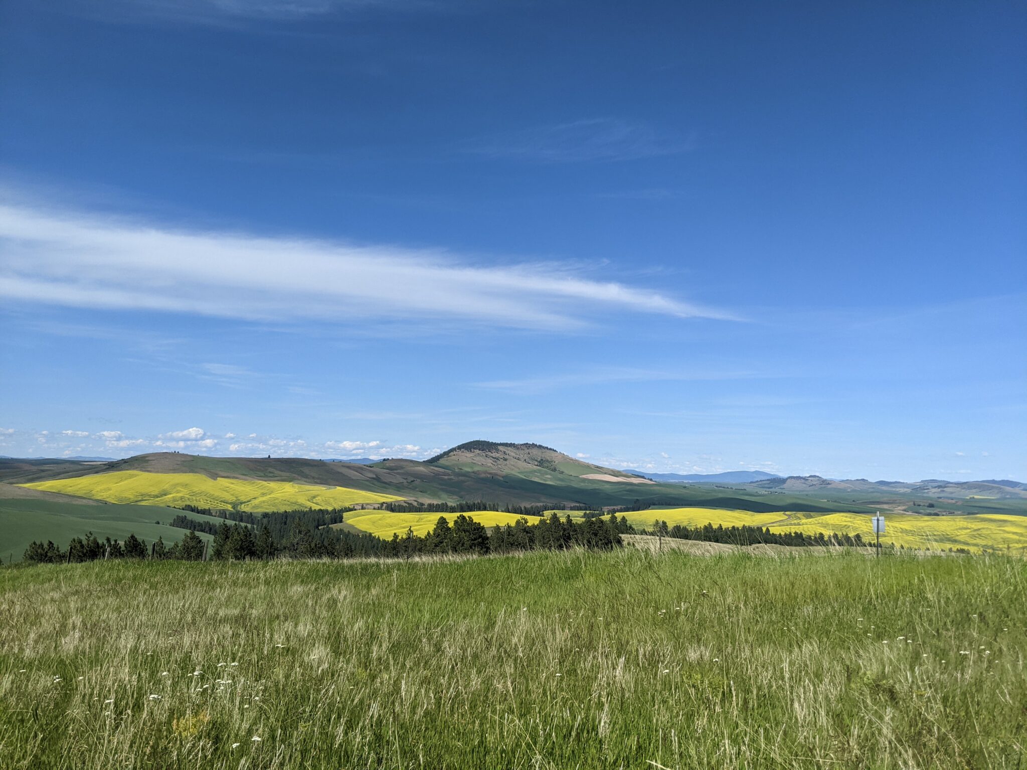 top of Smoot hill looking at kamiak