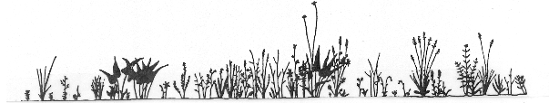 (From R. Daubenmire, 1970. Steppe vegetation of Washington. Technical Bulletin 62. Pullman, WA: Washington State University, College of Agriculture, Washington Agricultural Experiment Station.)

