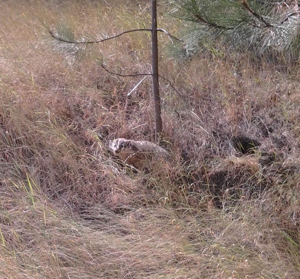 Badger at Smoot Hill