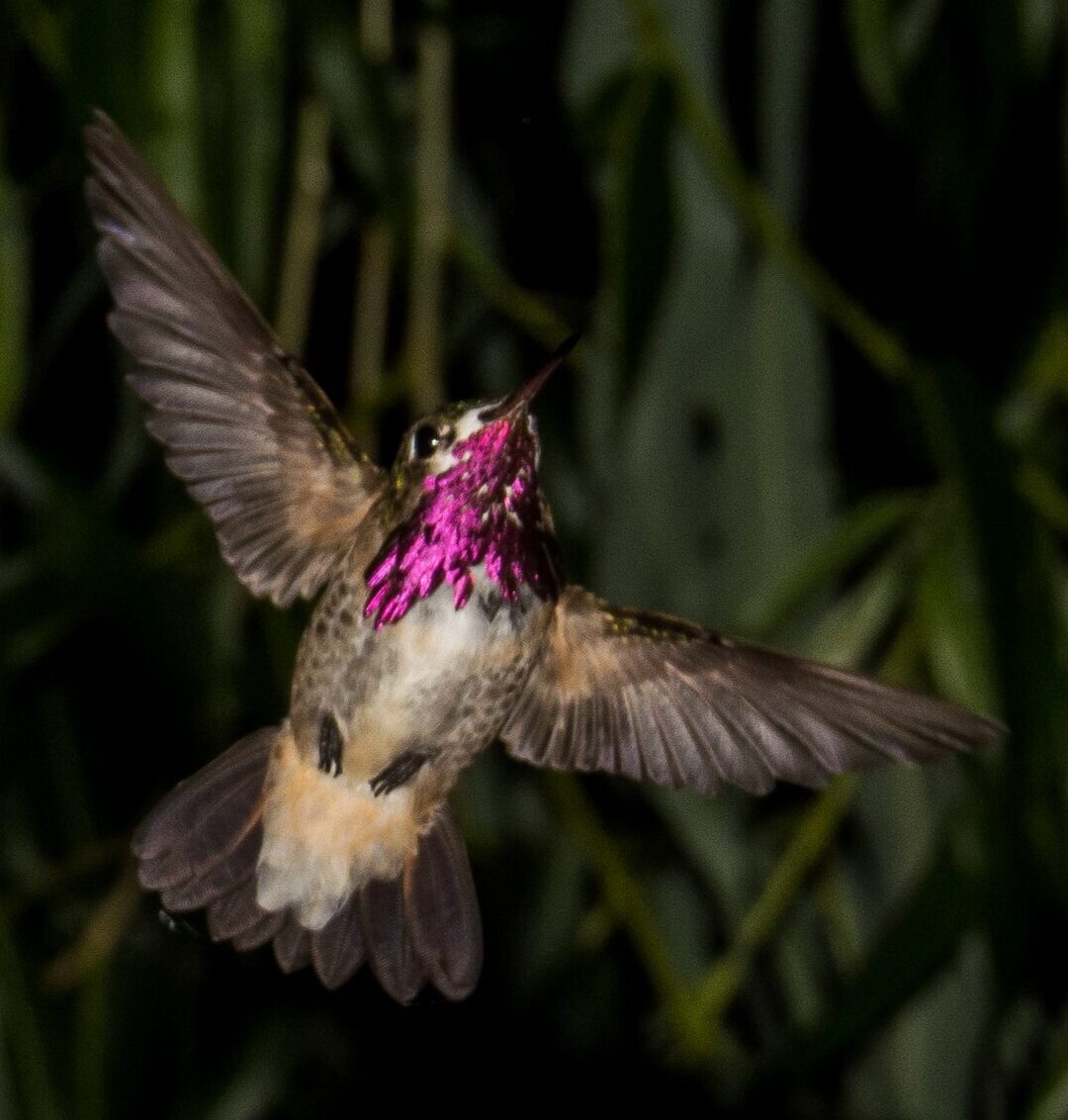 Selasphorus calliope, a hummingbird native to the Palouse Prairie