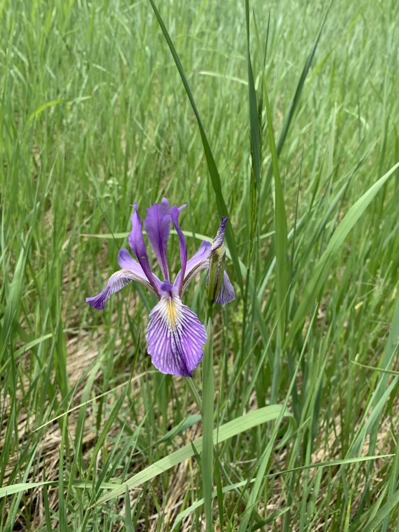 Wild Iris