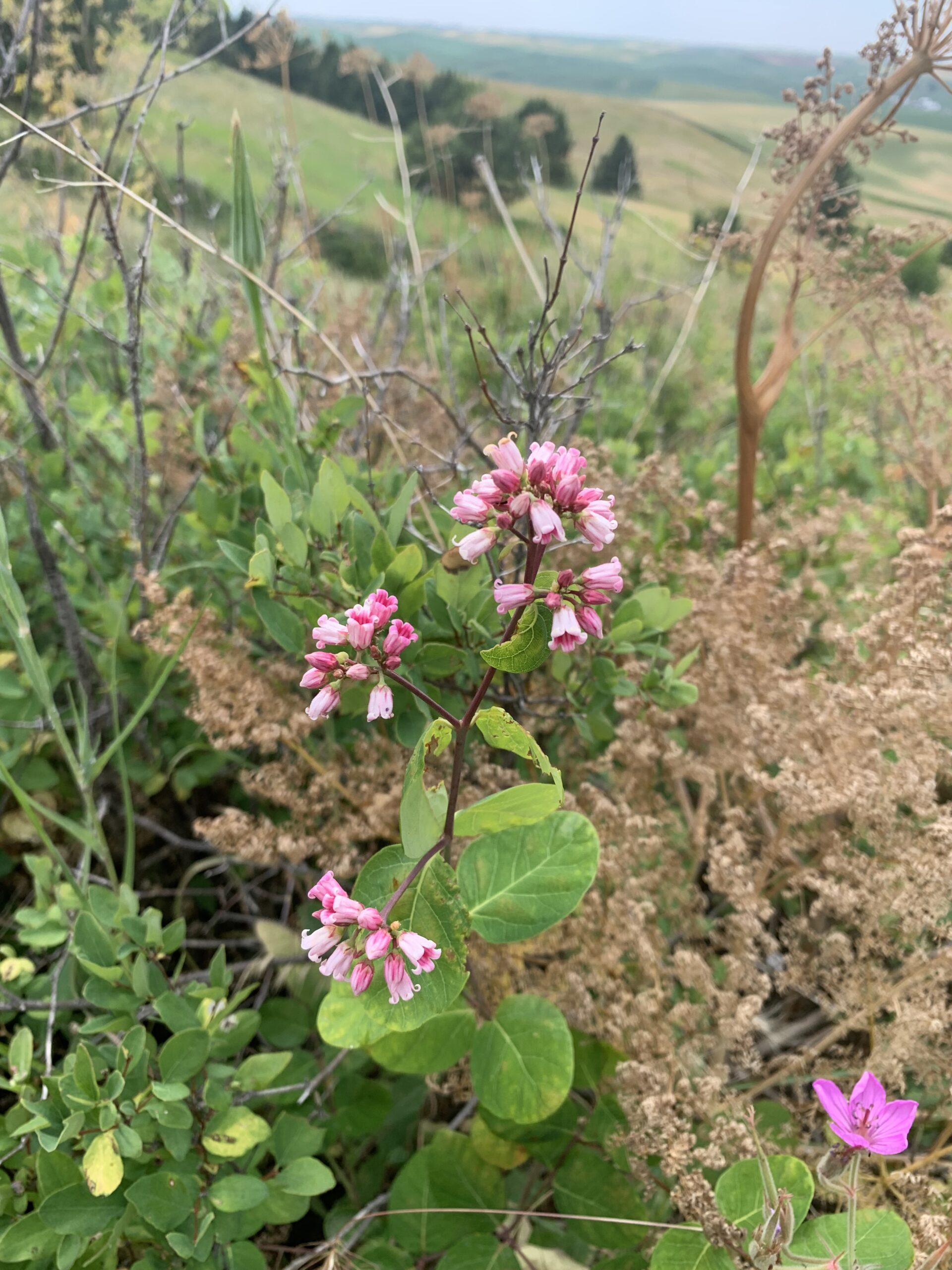 A flowering plant.