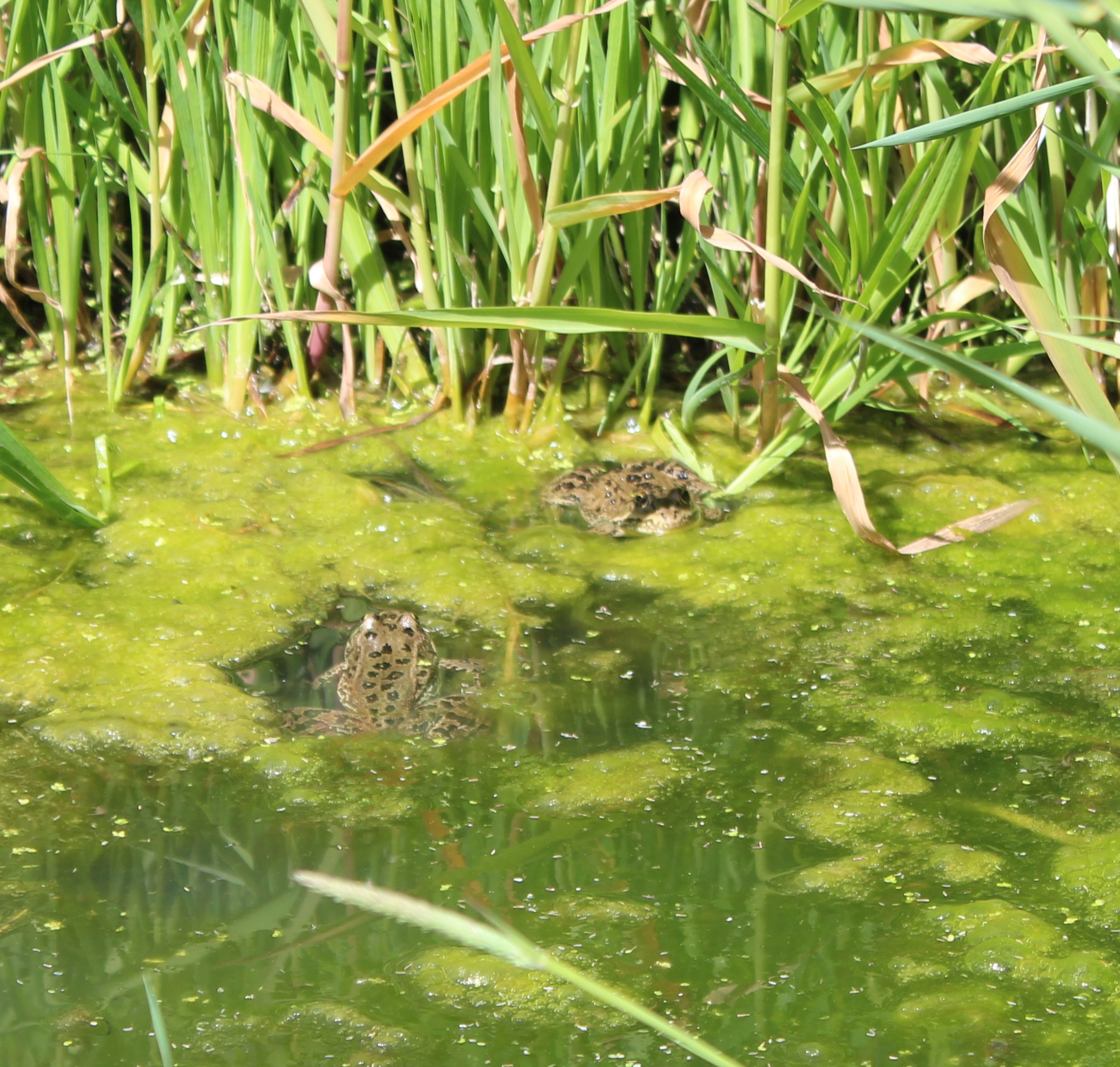 Frogs in a pond.