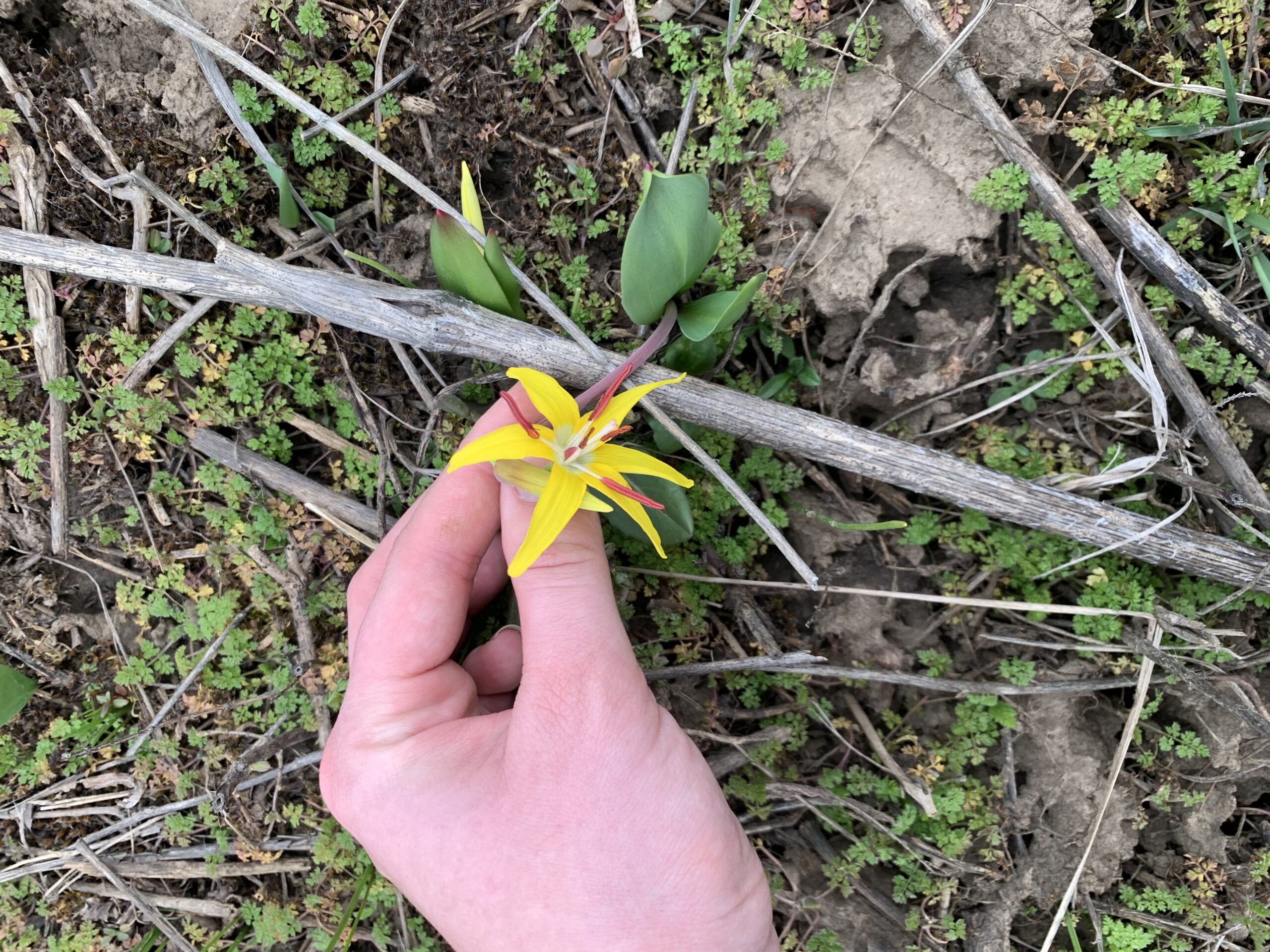 Glacier Lily- Erythronium grandiflorum